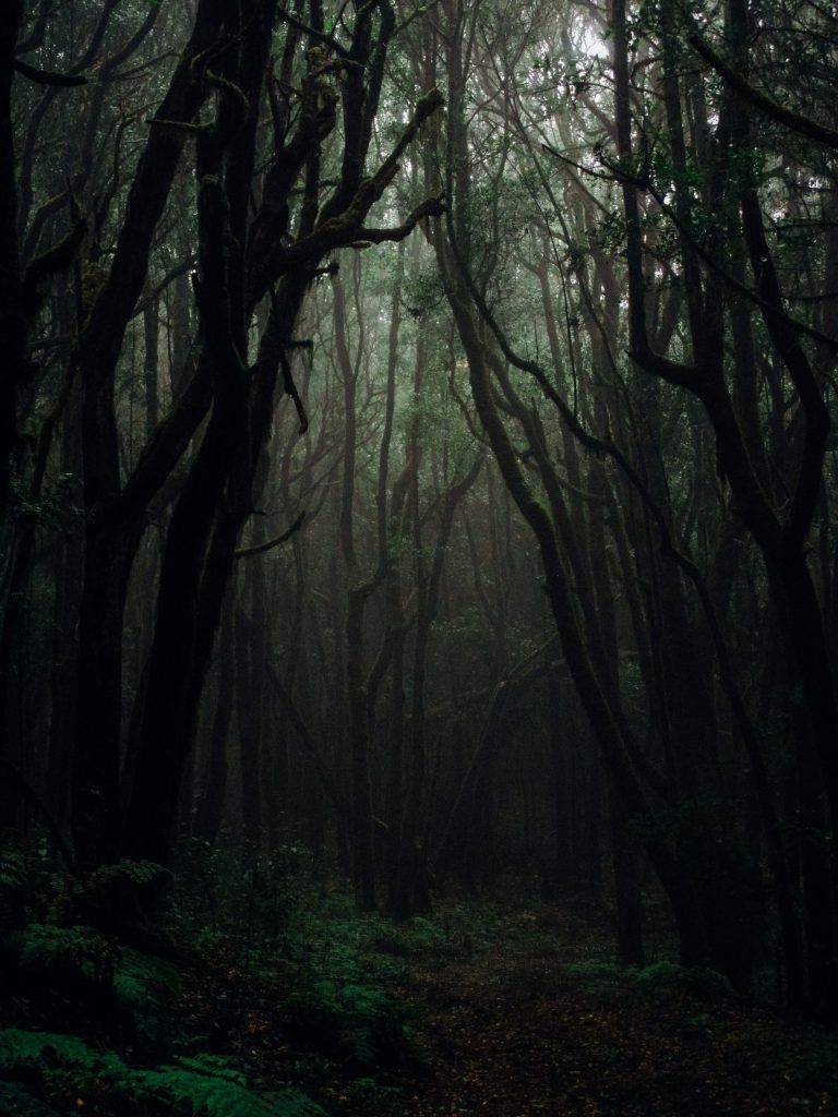 Forest Forest