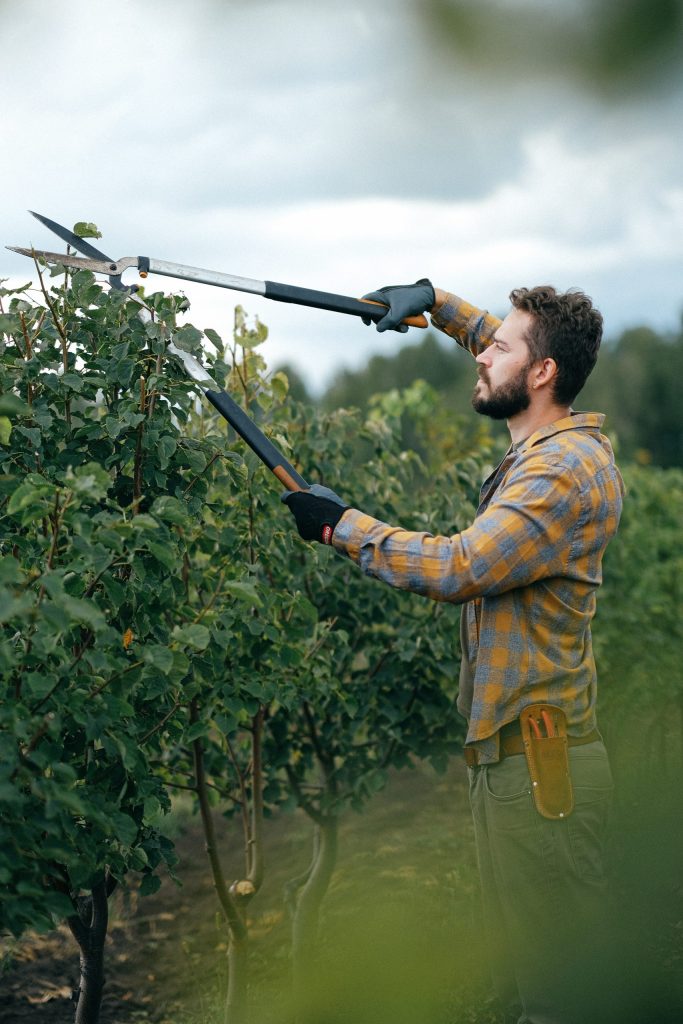 Pruning Pruning