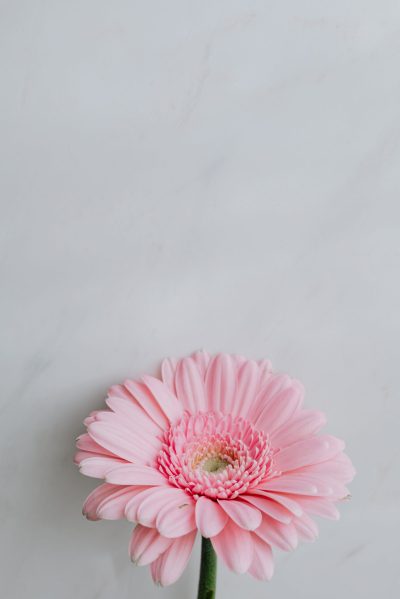 gerbera daisy pexels-karolina-grabowska-4022208 Blossom grace