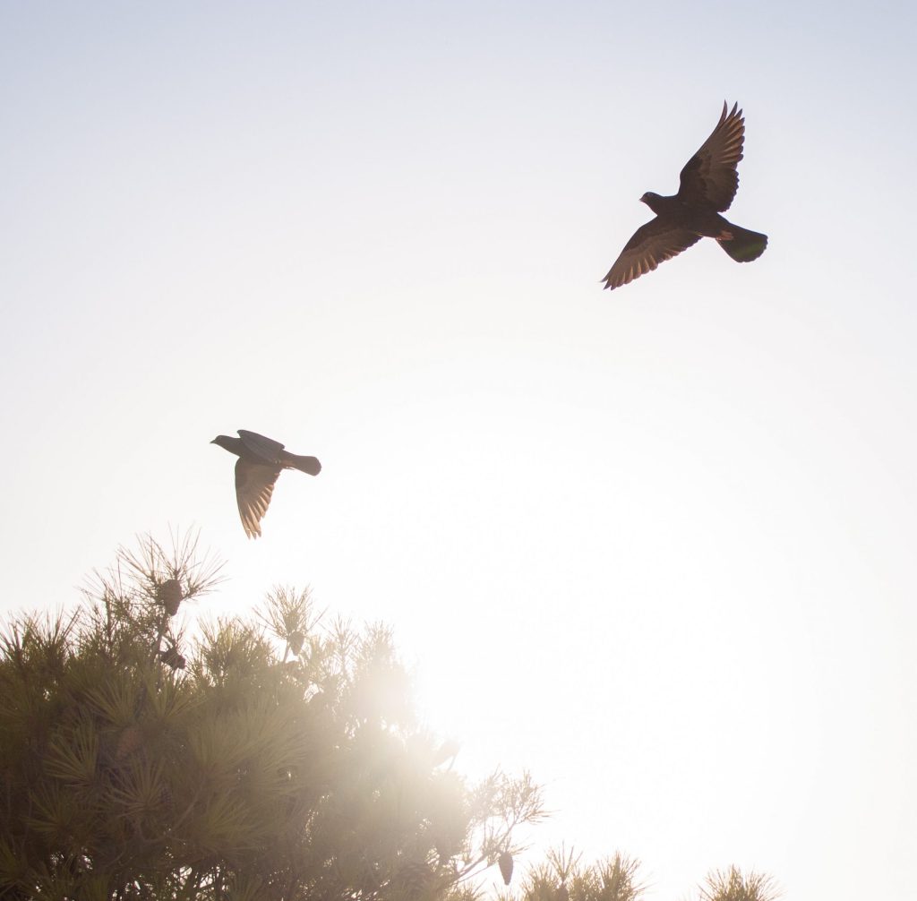 savvas-kalimeris-ITF6okD33dM-unsplash savvas-kalimeris-ITF6okD33dM-unsplash